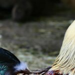 Kohout na víně – vyzkoušejte jedinečný recept
